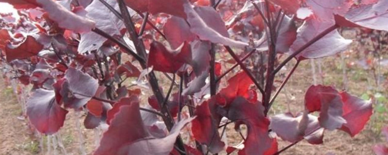 红杨和黄杨什么区别（黄杨好还是红杨好）