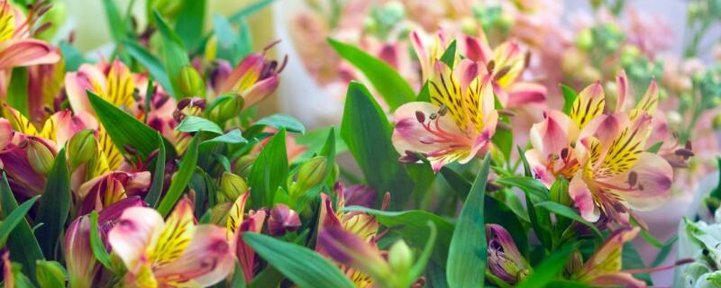 六出花有毒吗（六出花的作用）