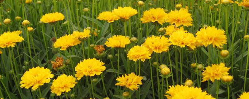 金鸡菊有毒吗（金鸡菊有毒吗适合冬天种植的草花）