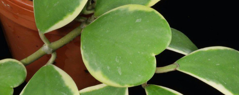 心叶球兰发黄怎么办（球兰花叶子发黄怎么办）