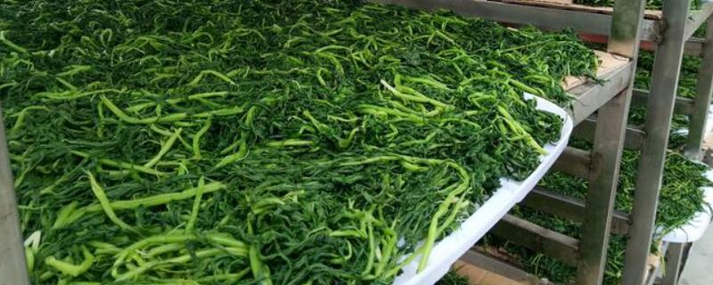 雪芽菜又叫什么菜 雪芽菜又叫什么菜呢