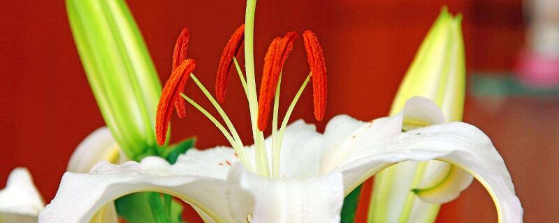 送朋友送什么鲜花（送朋友送什么鲜花合适）