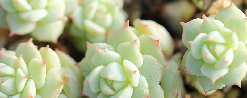 静夜多肉发黄怎么办（多肉静夜怎么养出状态）