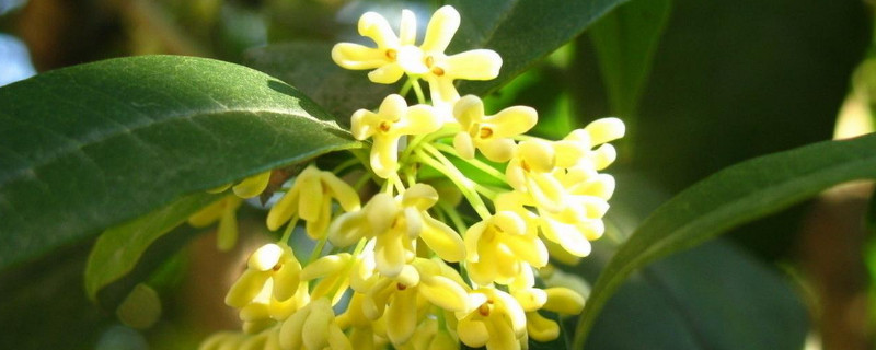 秋天的花有哪些 秋天的花有哪些特点