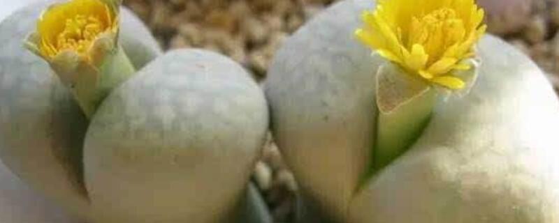 屁股花长高了怎么办 屁股花长的很高怎么回事