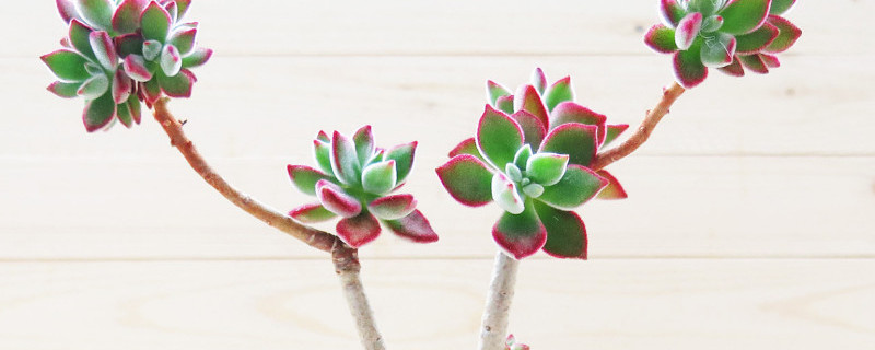 锦晃星徒长怎么修剪 锦晃星开花了怎么剪