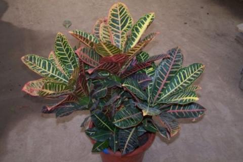 变叶木养在家里有毒吗