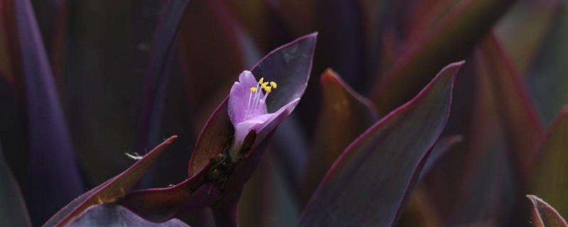 紫吊兰怎么扦插（紫吊兰怎么扦插生根）