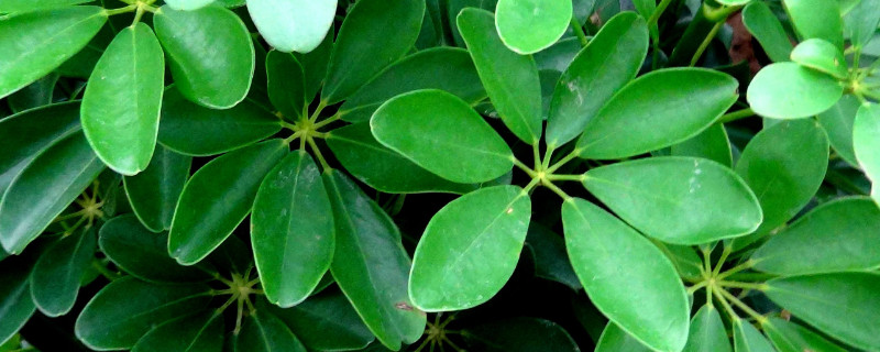 鹅掌木掉叶子怎么补救（鹅掌木掉叶子怎么补救呢）