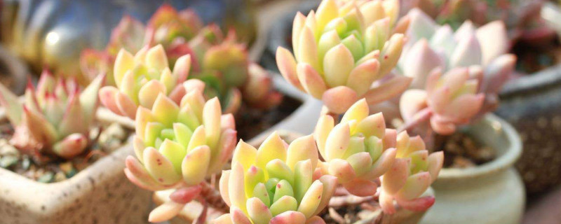 布丁多肉又叫什么（布丁多肉学名叫什么）