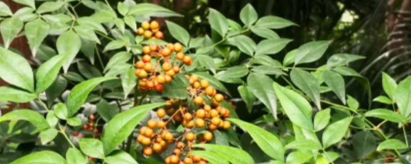 盆栽天竺如何修剪（天竺怎样修剪）