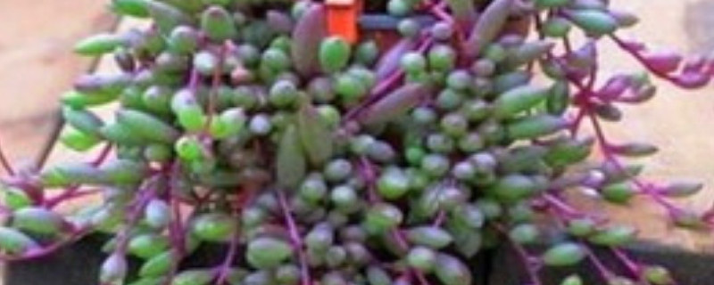 黄花新月怎么扦插（黄花新月扦插及养护方法）