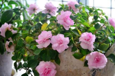 盆栽木槿花种植技术