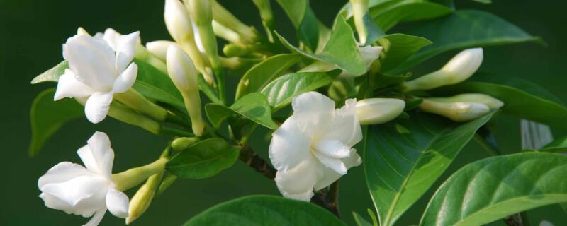 丁香树与狗牙花的区别（丁香树与狗牙花的区别在哪）