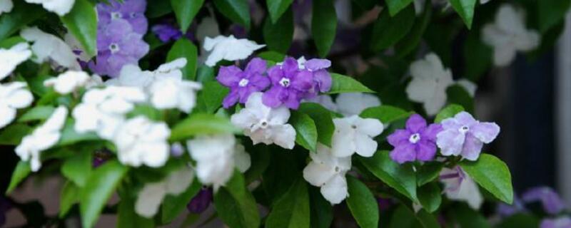 茉莉与双色茉莉的区别 茉莉与双色茉莉的区别图片