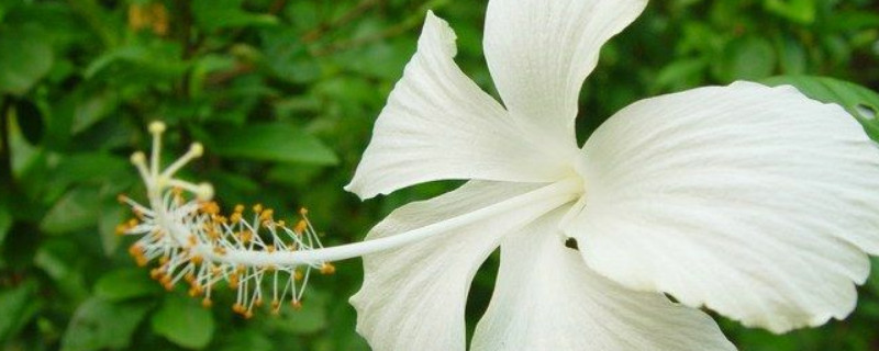 扶桑扦插怎么生根快（扶桑扦插多久生根）