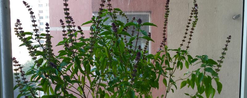 荆芥就是猫薄荷吗（荆芥就是猫薄荷吗图片）