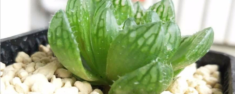 樱水晶徒了怎么挽救(樱水晶为什么散了)