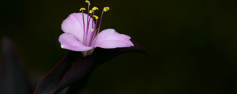 紫竹梅怎么换盆（紫竹梅怎样换盆）