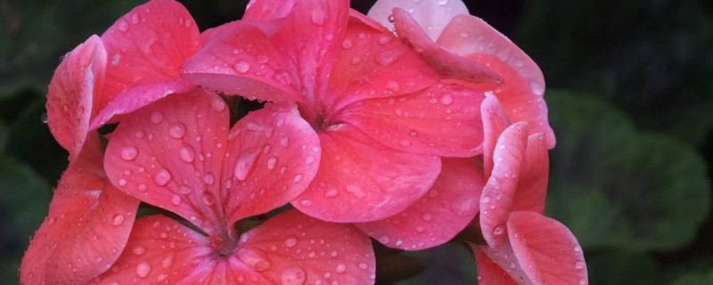 刚移栽的天竺怎么养 天竺适合什么时候移栽