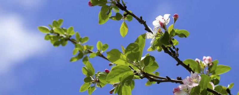 冬红果几月份开花 冬红果树什么时候开花