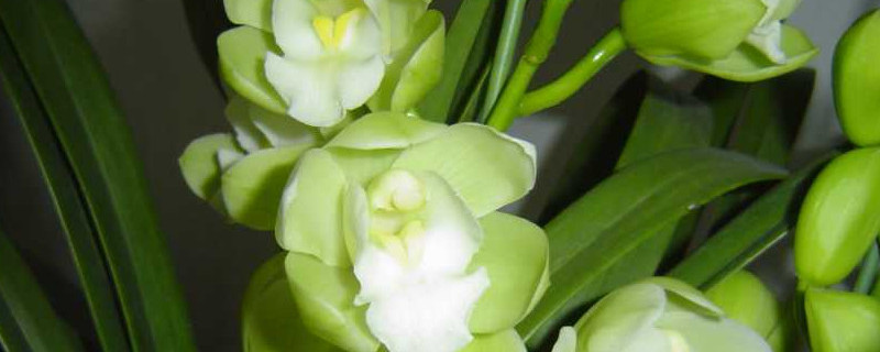 蕙兰开完花怎么办修剪（蕙兰花谢了怎么修剪）