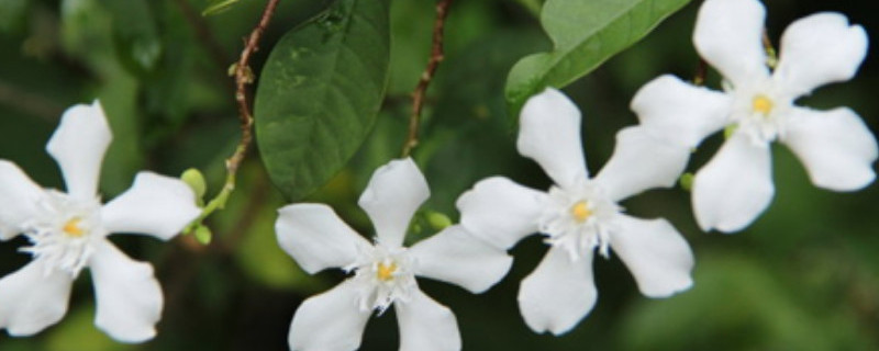 水梅花用什么肥料（水梅花用什么肥好啊）