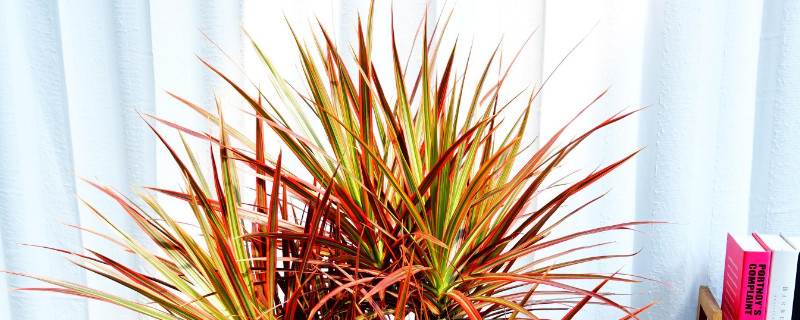 七彩铁有毒吗（七彩铁树有毒吗）