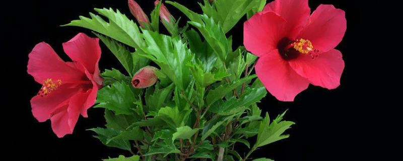 扶桑花如何做盆景 扶桑花如何做盆景图片