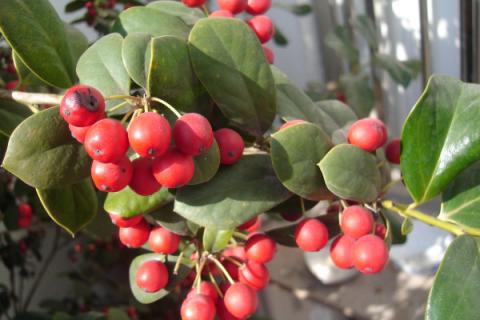 冬红果和海棠果树区别