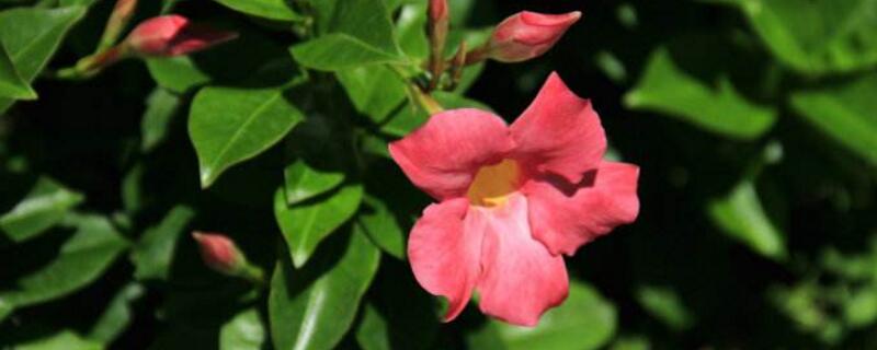 红蝉花与飘香藤的区别（红蝉花与飘香藤的区别在哪）