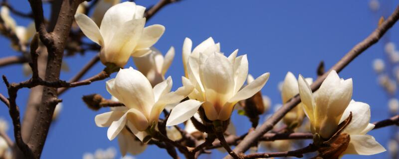 适合北方种植的名贵树 适合北方庭院种植的名贵树种