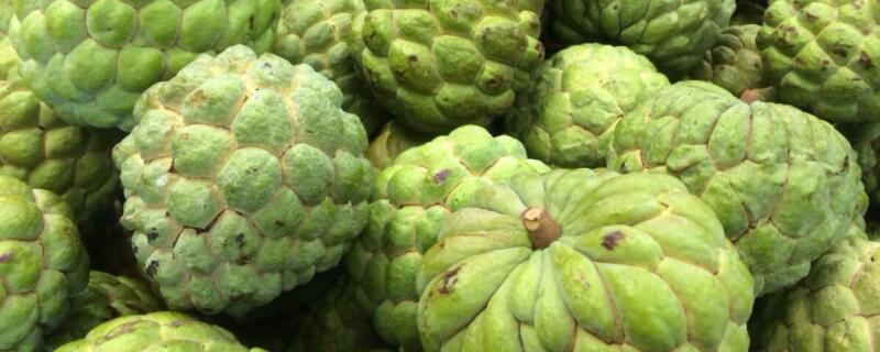 番荔枝促花使用方法 荔枝促花最佳配方