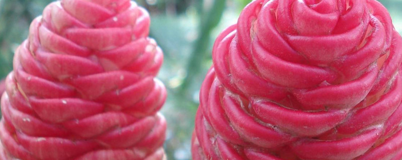 红球姜的花有什么用 红球姜是什么