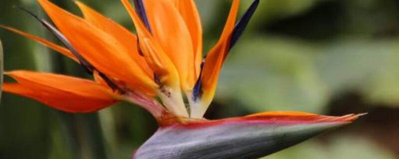 天堂鸟和尼古拉的区别 天堂鸟和尼古拉的区别图片