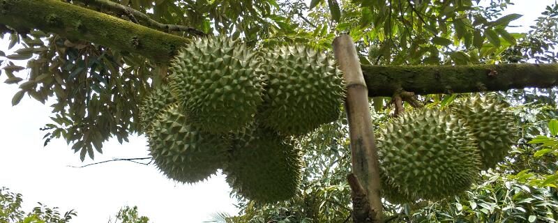 榴莲树长什么样（榴莲树长什么样子图片）