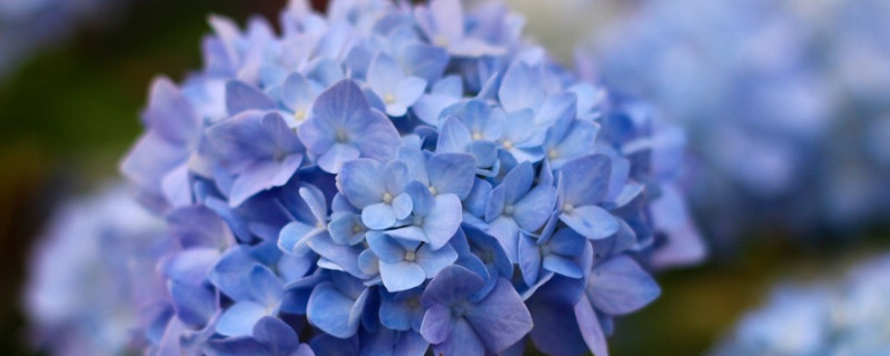 无尽夏不开花怎么修剪 无尽夏不开花的枝条需要剪吗