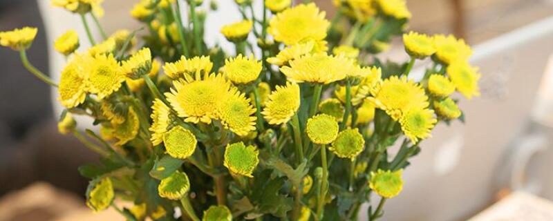 多头小菊的种植与管理（多头小菊怎么养）