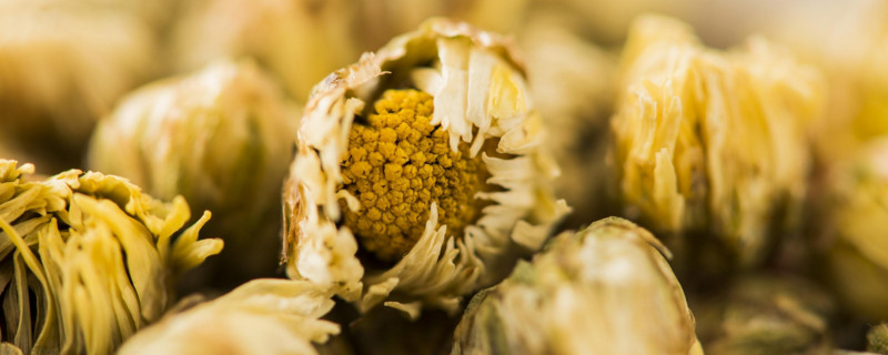 胎菊和菊花的区别 胎菊和菊花茶有什么区别