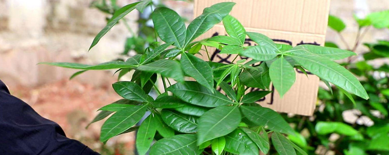 砍头的发财树怎样长高(发财树长高可以把头剪断吗?)