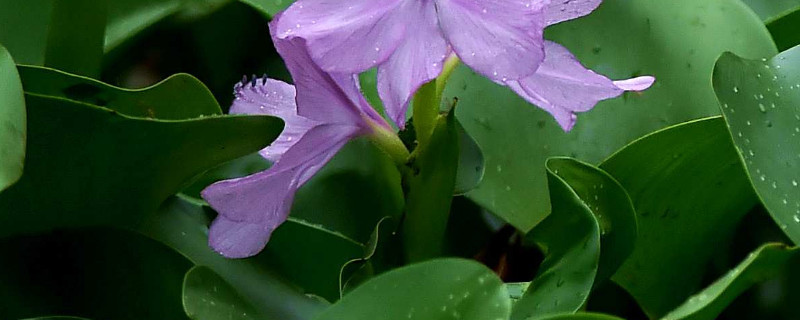 水葫芦怎么老烂 水葫芦的叶子为啥干了,葫芦为啥烂了??