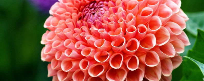 大丽花为什么蔫叶子 大丽花叶子发黄发蔫