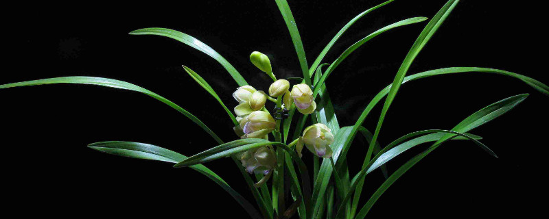 啤酒适合浇什么花 过期啤酒适合浇什么花