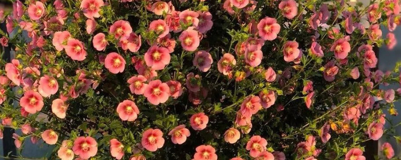 小木槿移盆后黄叶（小木槿移盆后黄叶怎么回事）