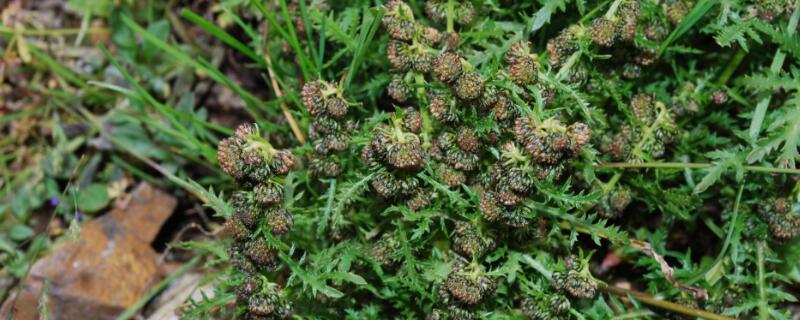 青蒿与黄花蒿怎么辨别（青蒿与黄花蒿怎么辨别的）