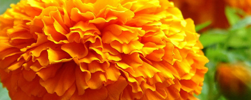 万寿菊花谢了怎么处理 万寿菊花谢了怎么处理好