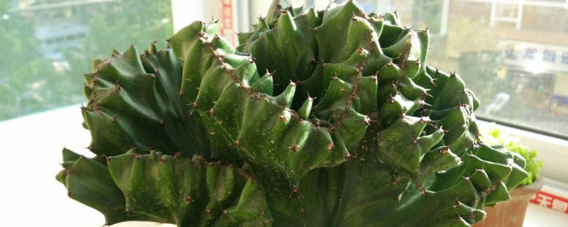 玉麒麟怎么换盆 玉麒麟怎么换盆?