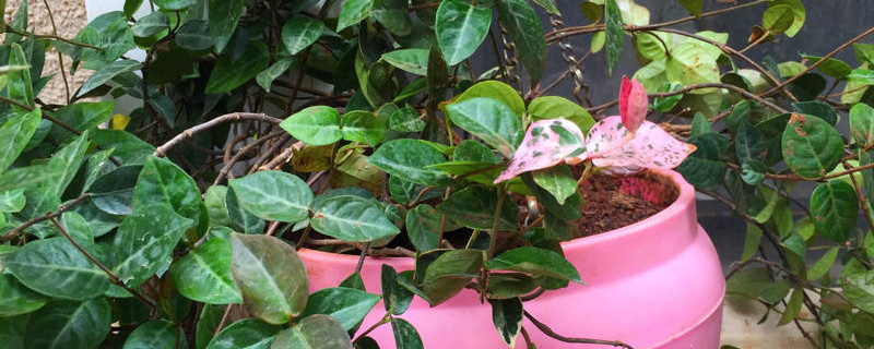 花叶络石为什么掉叶子（花叶络石掉叶子怎么办）