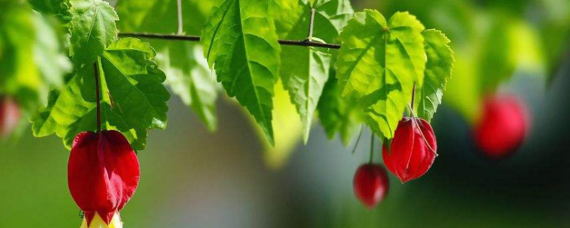 蔓性风铃花有毒吗（风铃草花有毒吗）