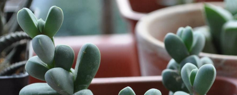 鹿角海棠怎么繁殖 多肉植物鹿角海棠怎么繁殖